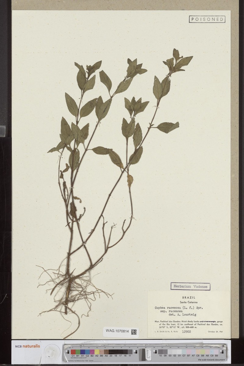 Cuphea racemosa subsp. racemosa