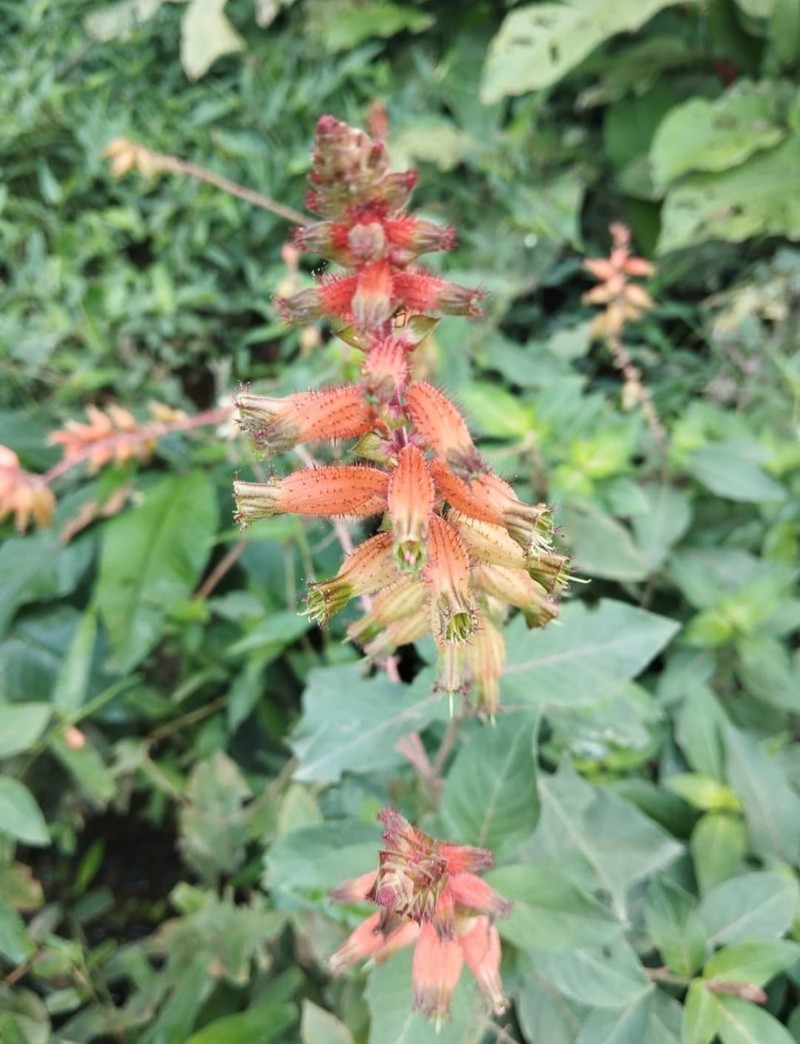 Cuphea splendida var. splendida