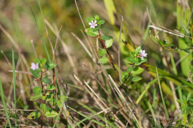 Stiffhair Waxweed
