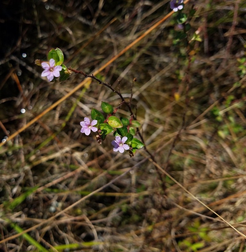 Stiffhair Waxweed photo 3