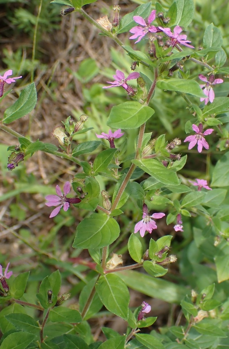 Stiffhair Waxweed photo 4