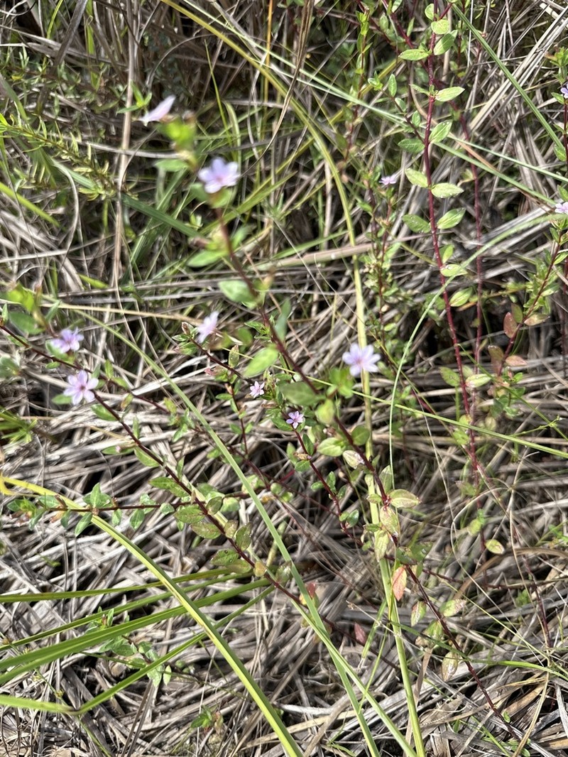 Stiffhair Waxweed photo 5