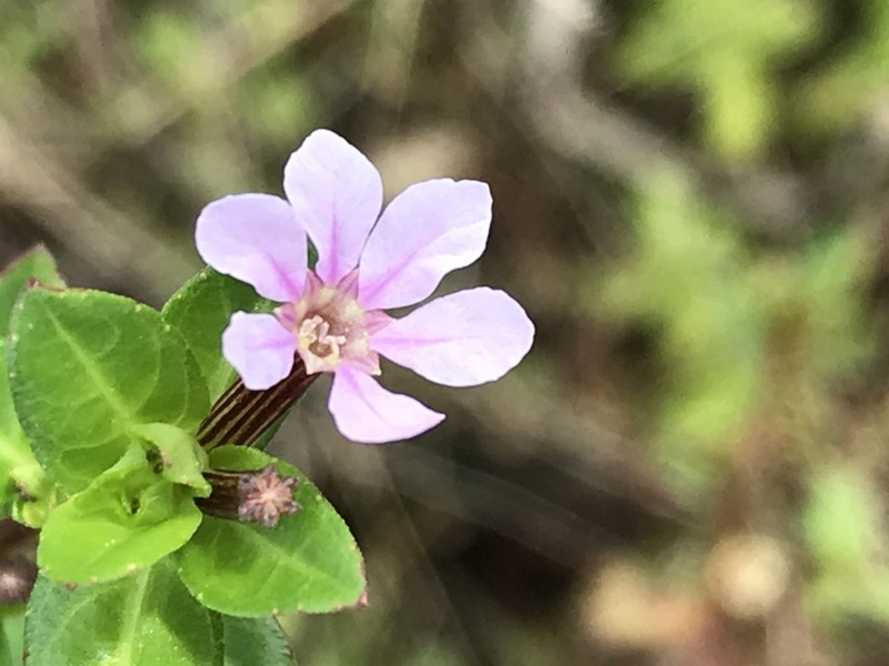 Stiffhair Waxweed photo 6
