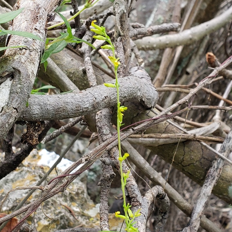 Cuphea vazquezii