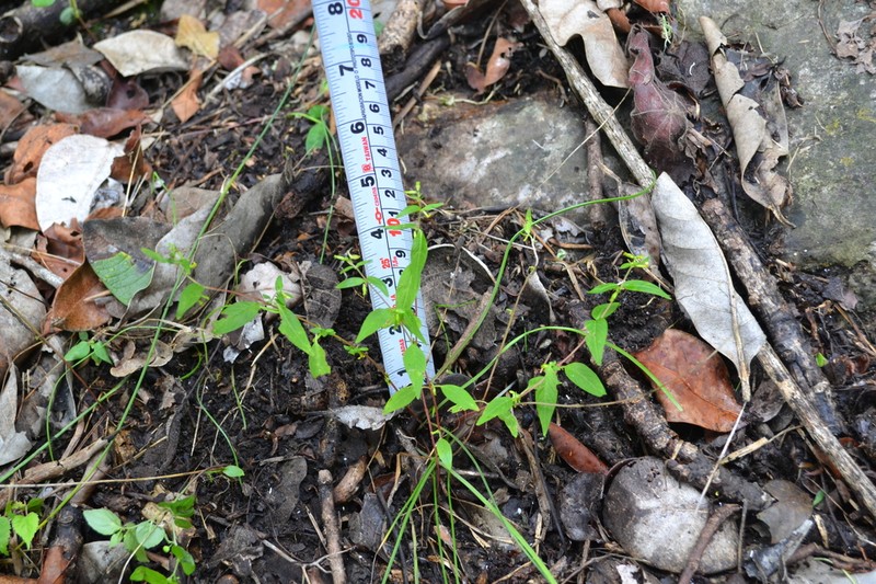 Cuphea vazquezii photo 2