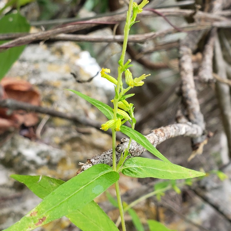 Cuphea vazquezii photo 3