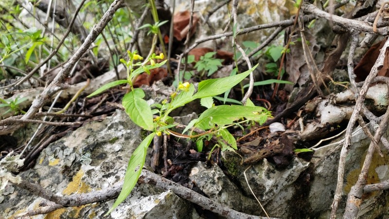 Cuphea vazquezii photo 5