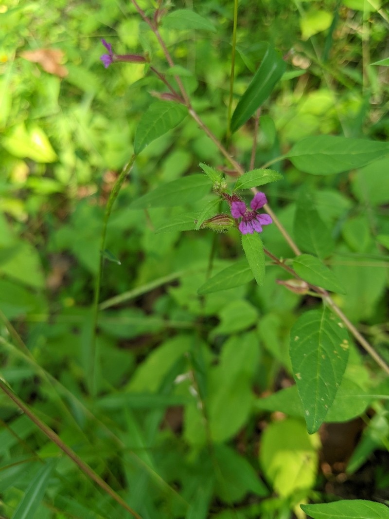 Blue Waxweed