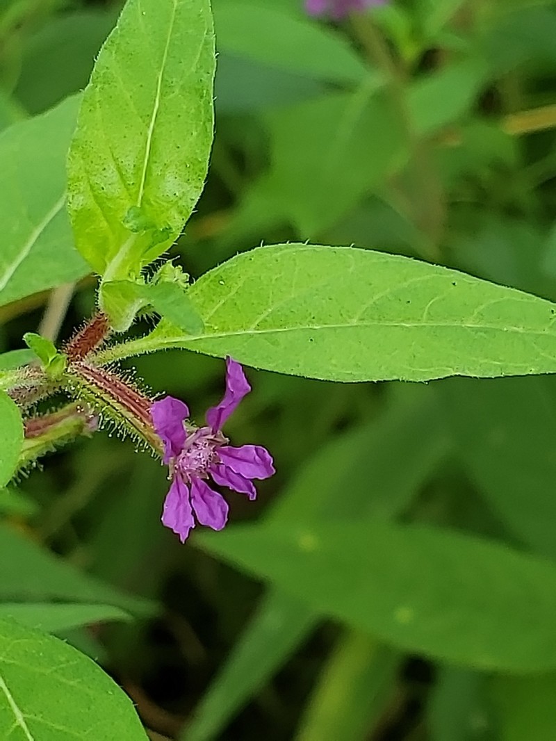 Blue Waxweed photo 2
