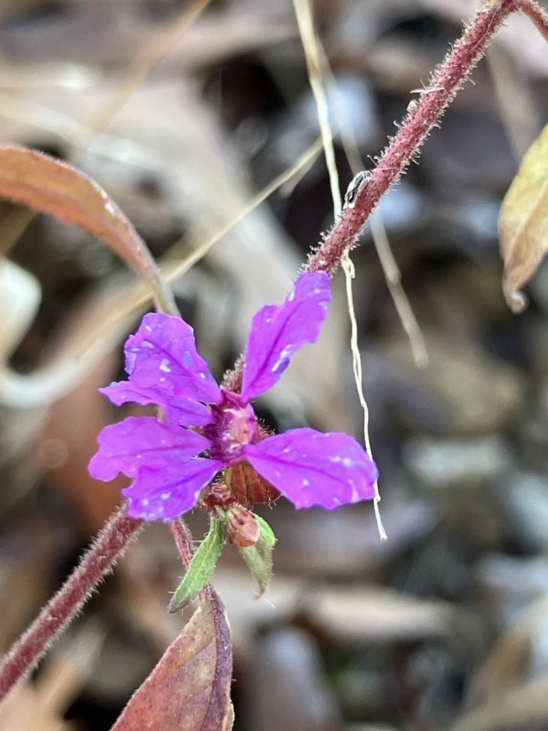 Blue Waxweed photo 3