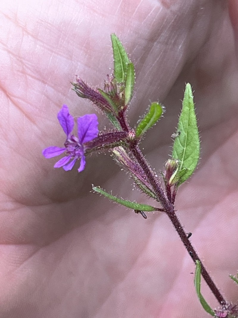 Blue Waxweed photo 4