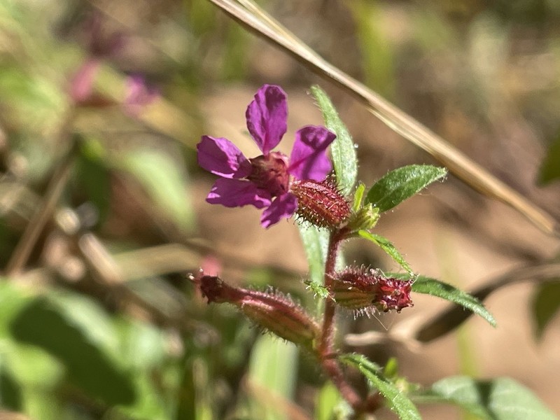 Blue Waxweed photo 5