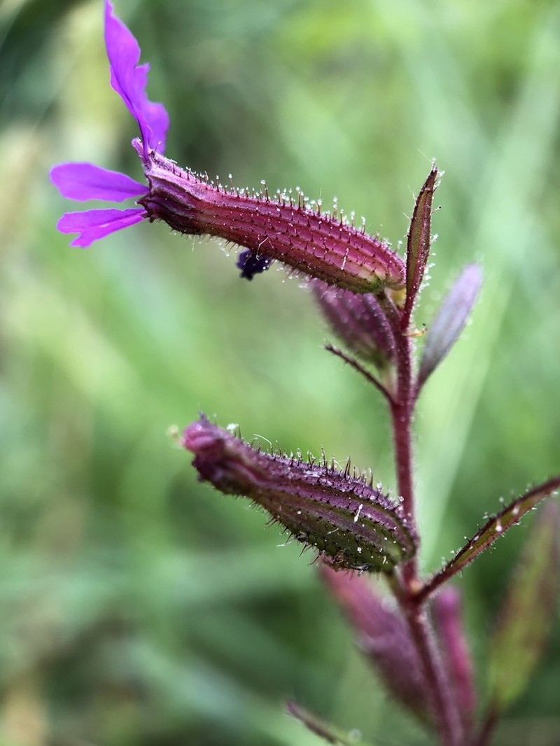 Blue Waxweed photo 7