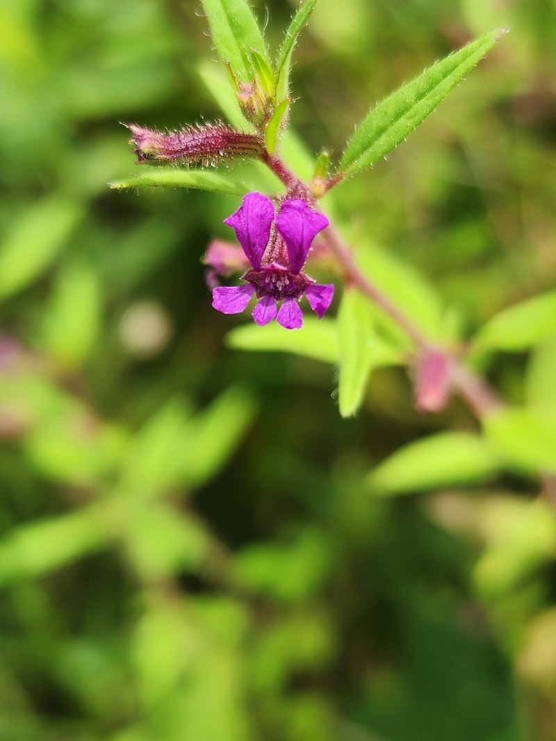 Blue Waxweed photo 8