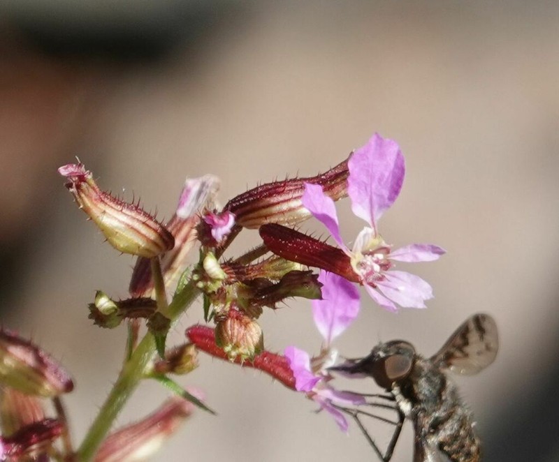 Wright's Waxweed