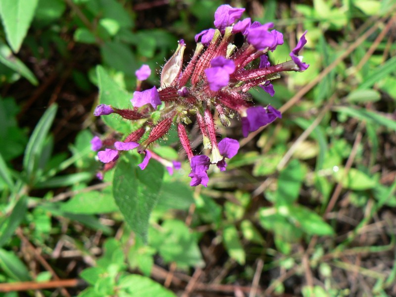 Wright's Waxweed photo 2