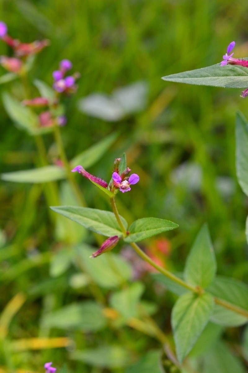 Wright's Waxweed photo 3