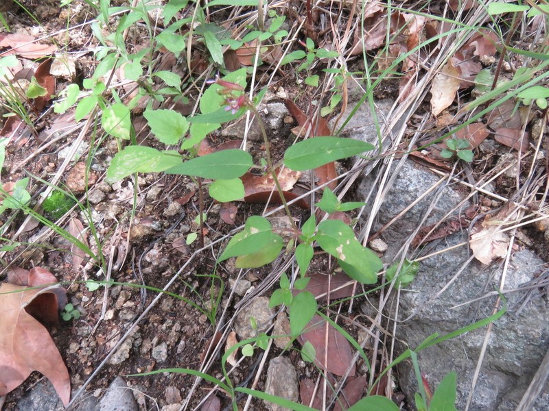 Wright's Waxweed photo 4