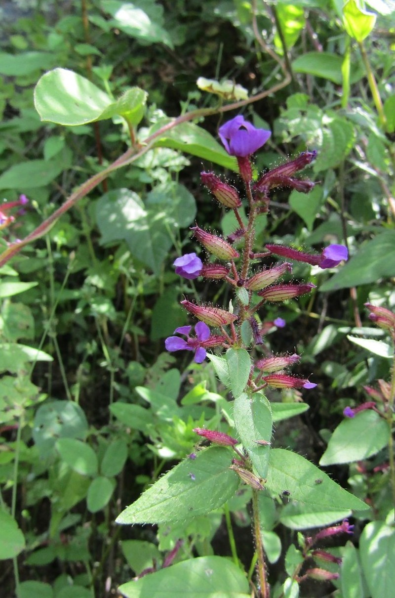 Wright's Waxweed photo 5