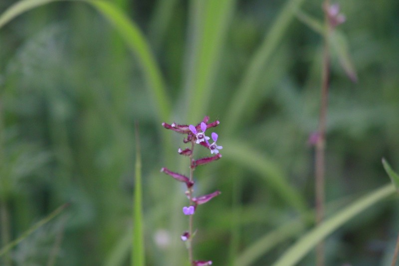 Wright's Waxweed photo 6
