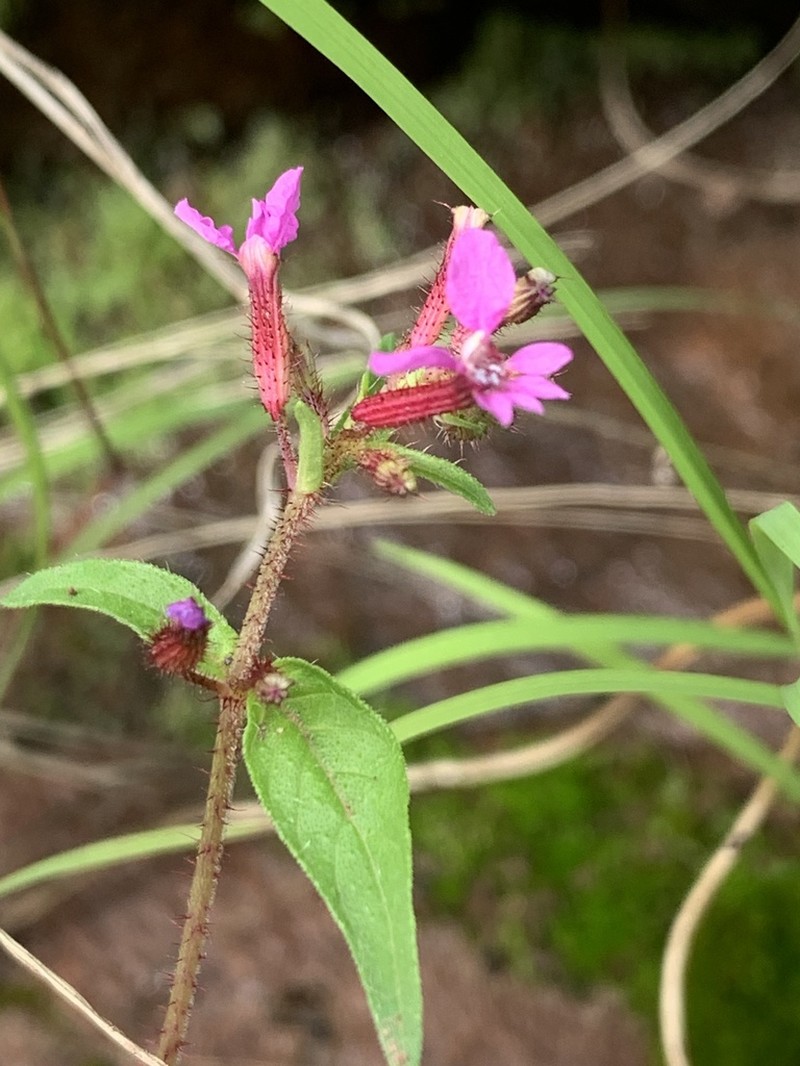 Wright's Waxweed photo 7