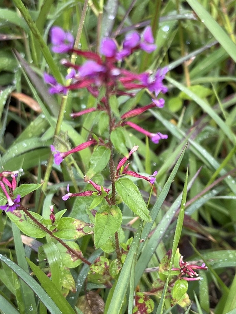 Wright's Waxweed photo 8