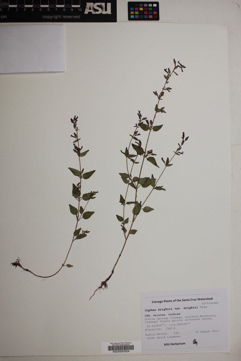 Cuphea wrightii var. wrightii photo 2