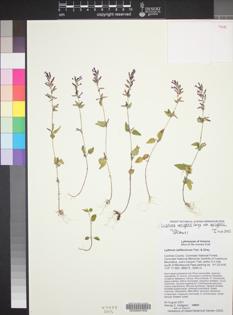 Cuphea wrightii var. wrightii photo 3