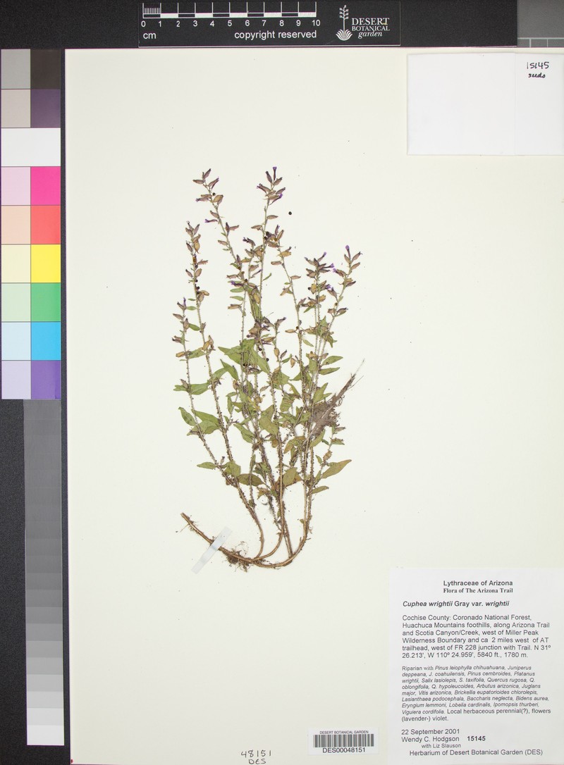 Cuphea wrightii var. wrightii photo 4