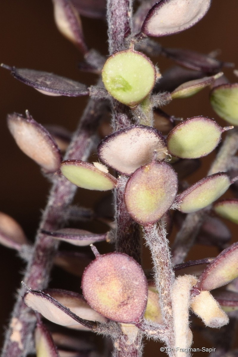 Cuprella homalocarpa