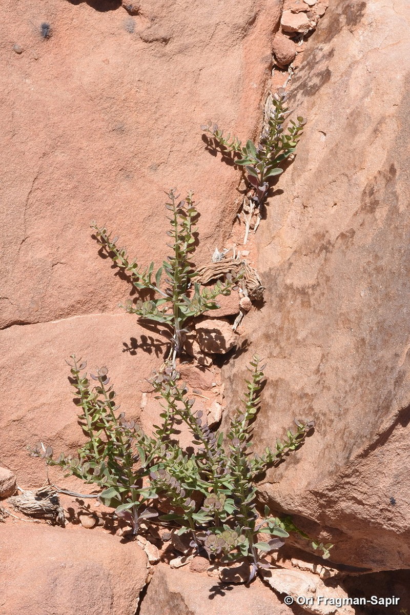 Cuprella homalocarpa photo 2