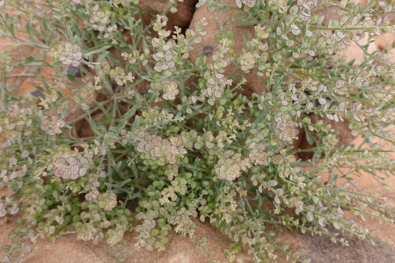 Cuprella homalocarpa photo 3