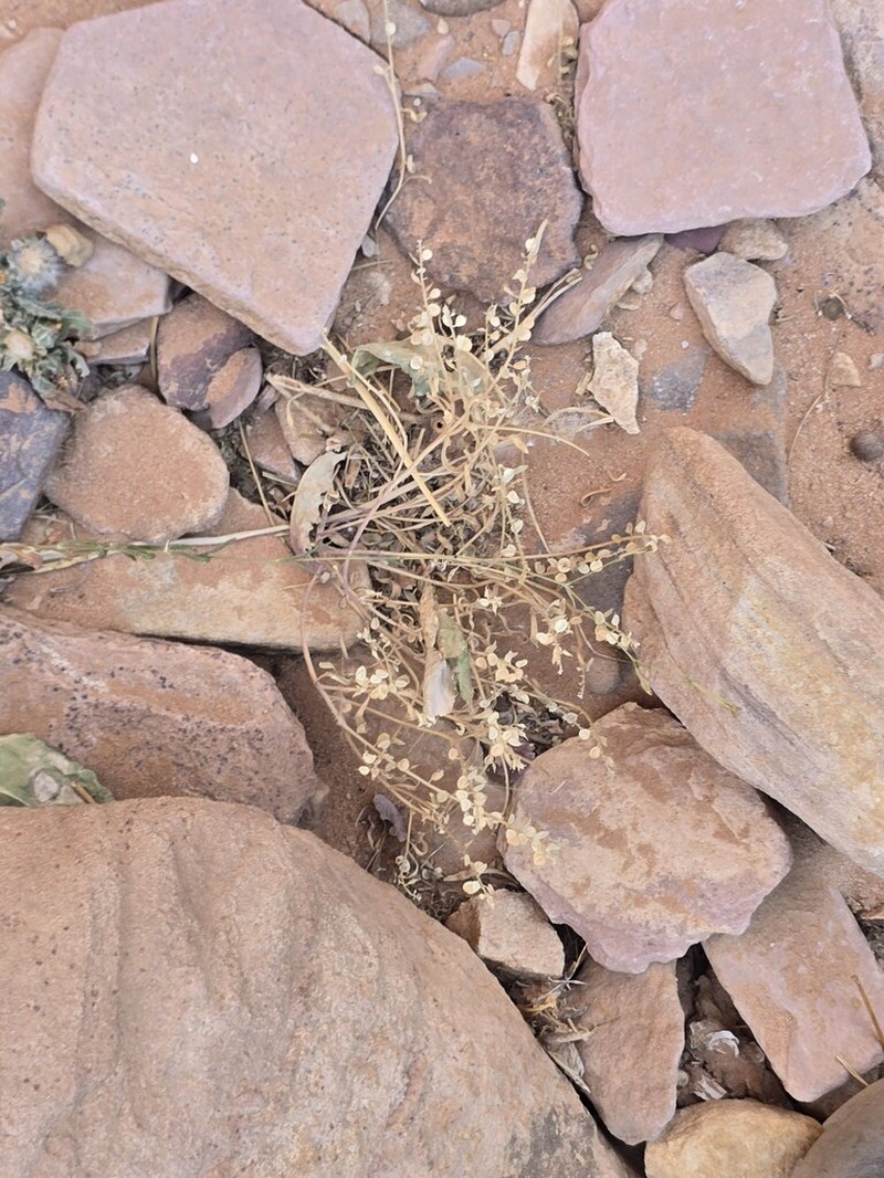 Cuprella homalocarpa photo 5