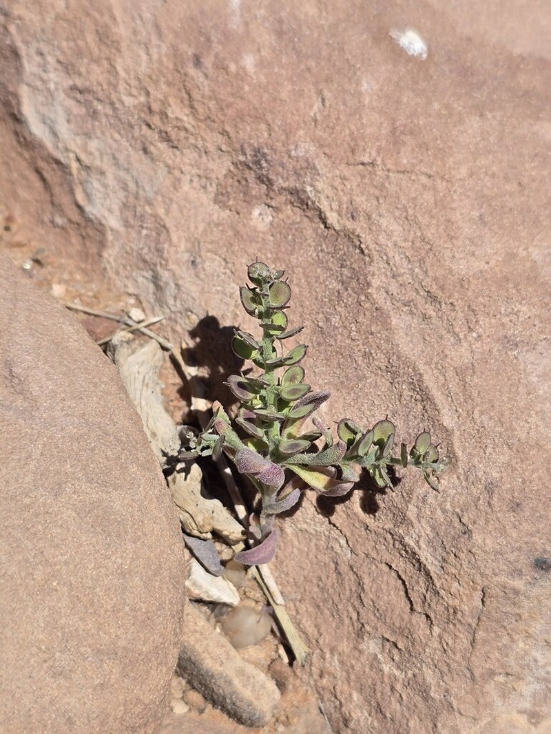 Cuprella homalocarpa photo 6