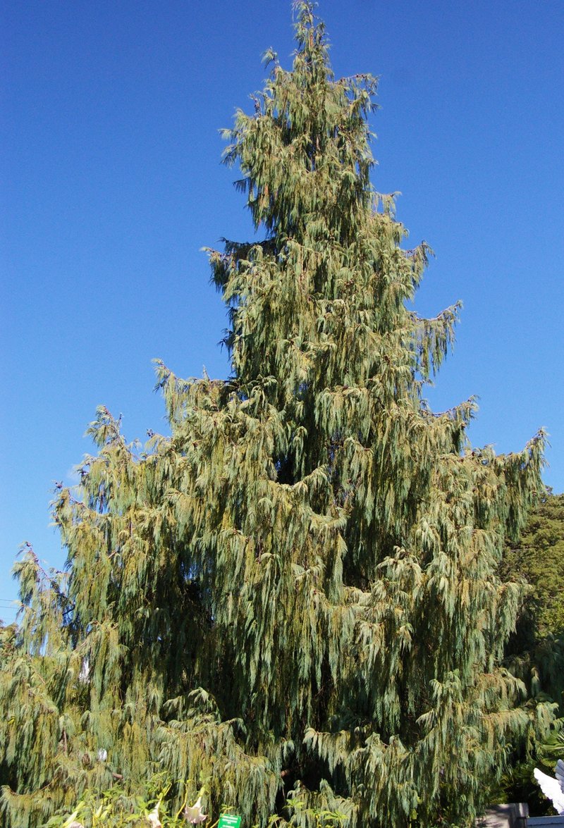 Kashmir Cypress