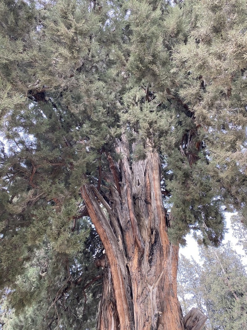 Cupressus majestica