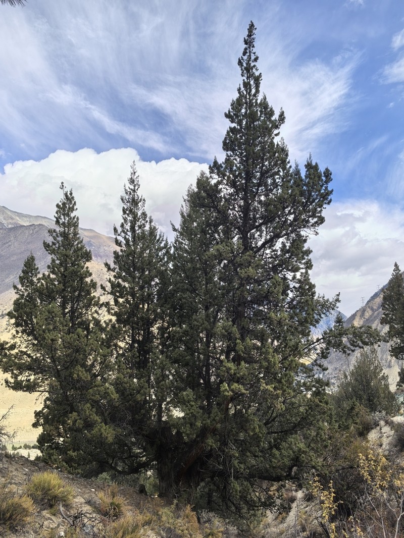 Cupressus majestica photo 2