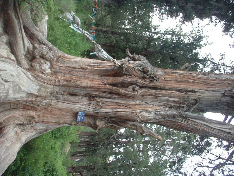 Cupressus majestica photo 3