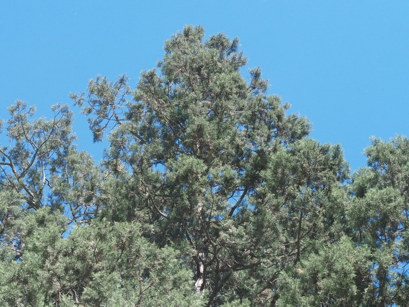 Cupressus majestica photo 4