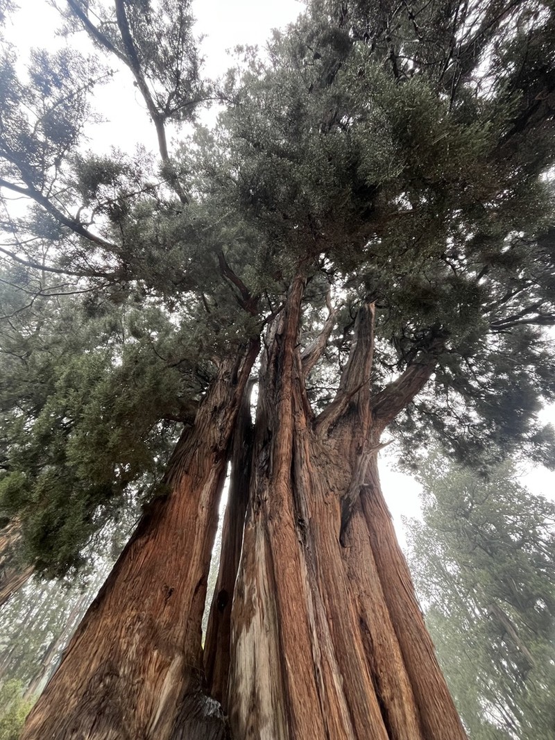 Cupressus majestica photo 5