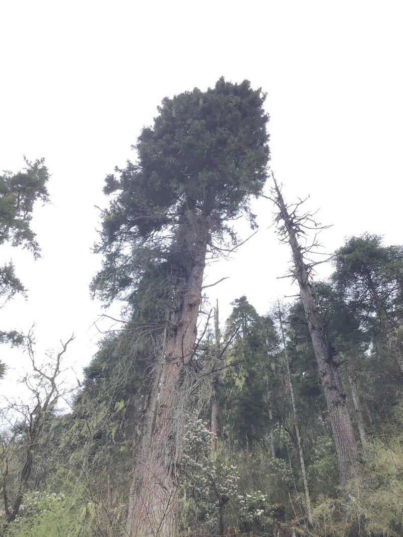 Cupressus majestica photo 6