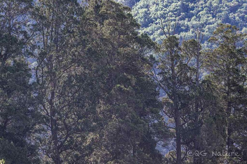 Cupressus majestica photo 7