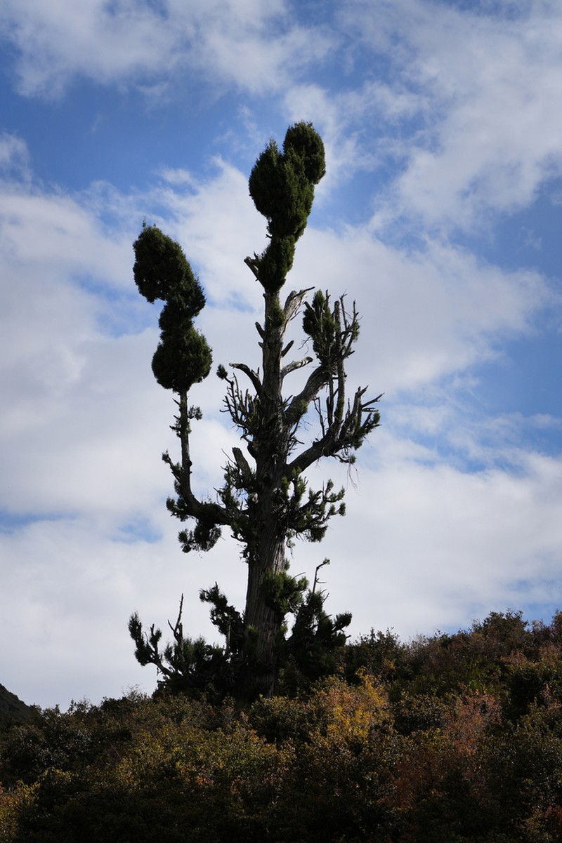 Cupressus majestica photo 8