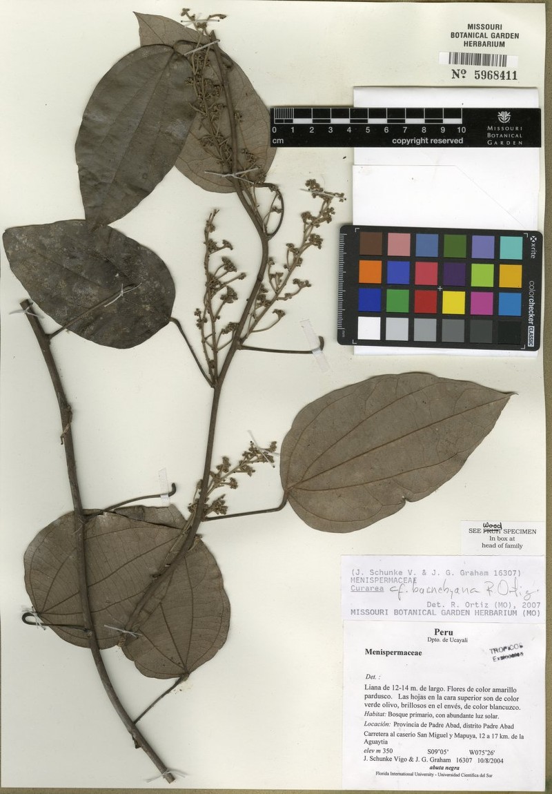 Curarea barnebyana