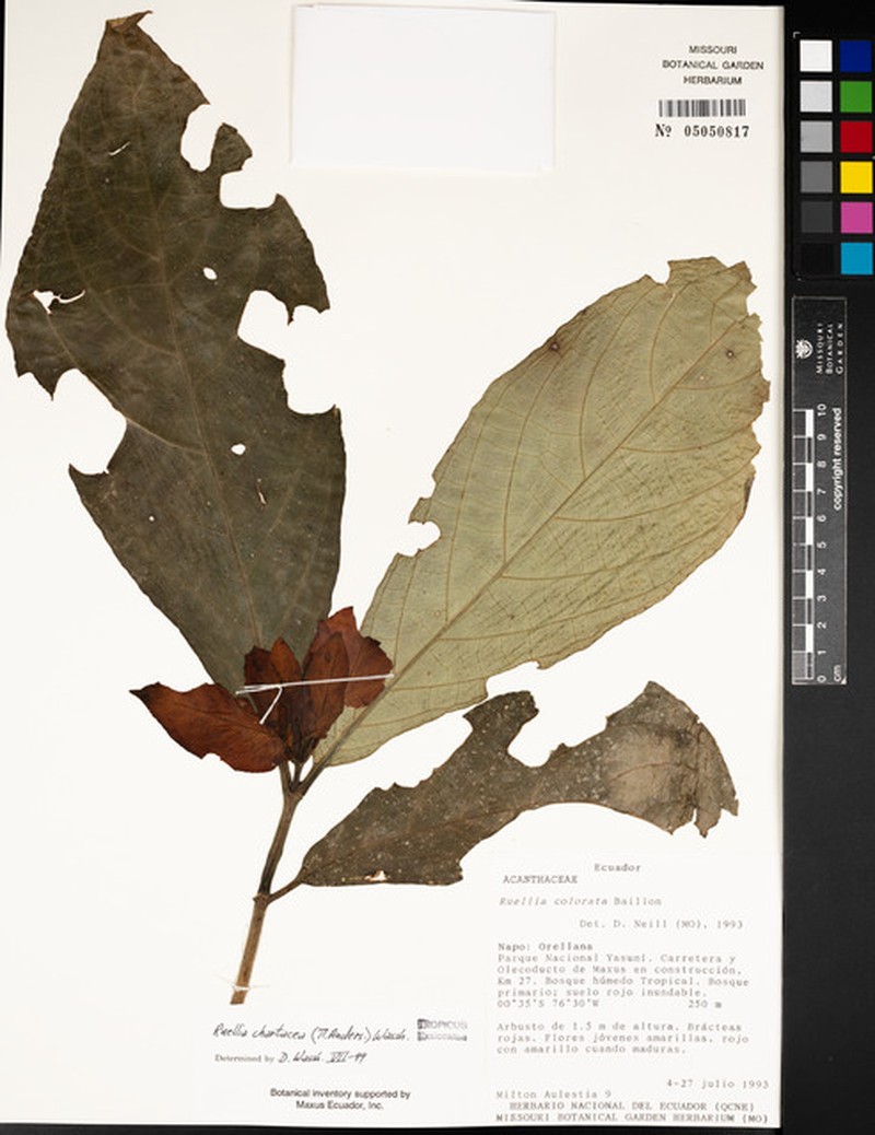 Curarea gentryana