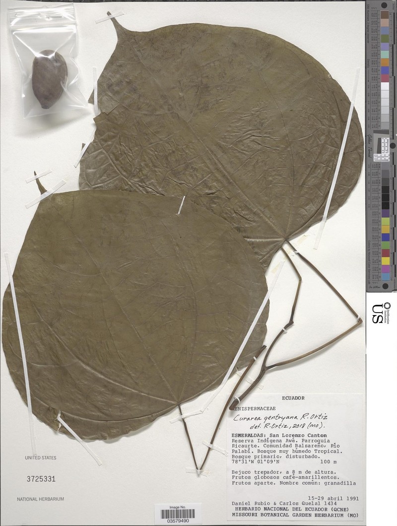 Curarea gentryana photo 2