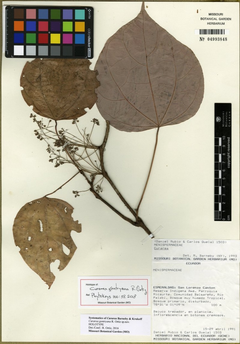 Curarea gentryana photo 3