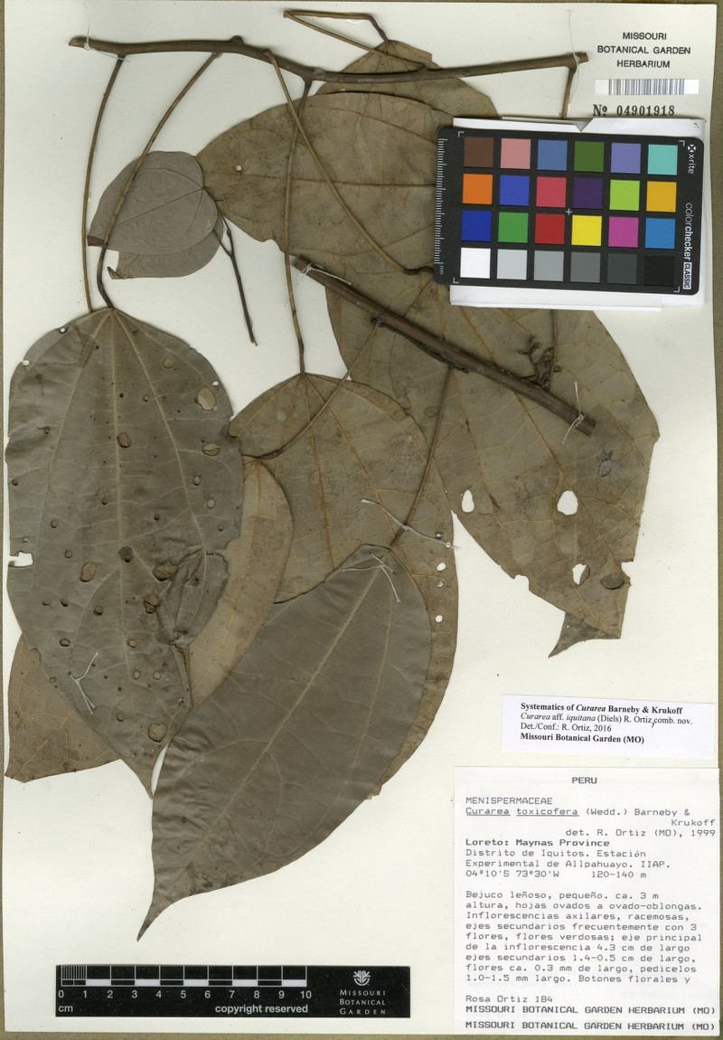 Curarea iquitana photo 2