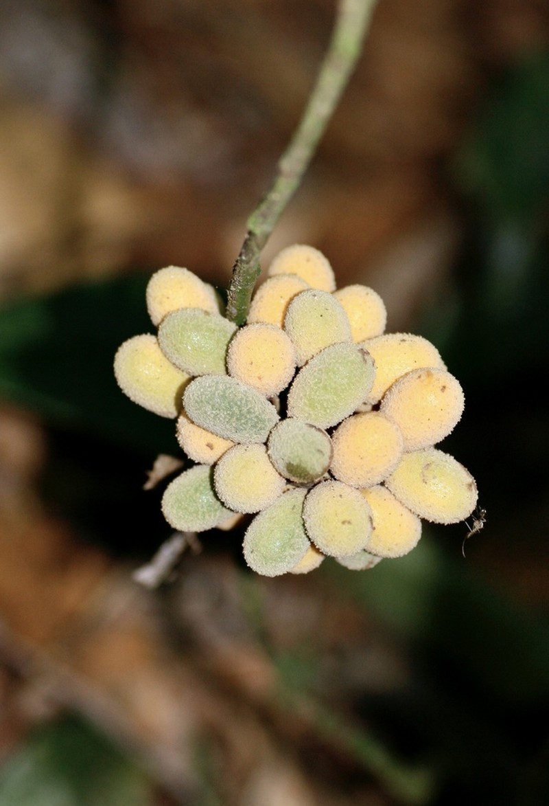Curarea tomentocarpa