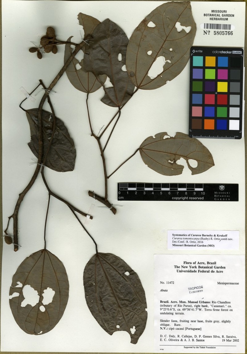 Curarea tomentocarpa photo 2